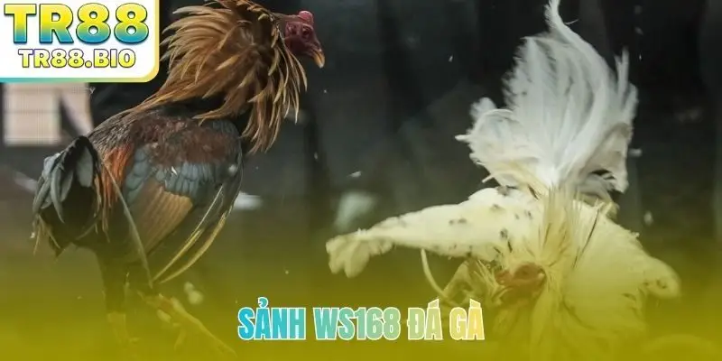 sanh ws168 bia