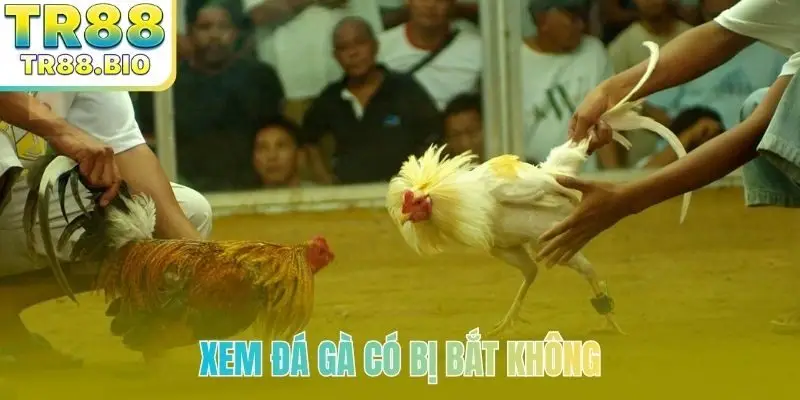 xem da ga co bi bat khong bia